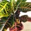 Croton Excellent (maceta 17 cm ø)