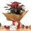 Poinsettia  vermelho tradicional (vaso de 13 cm ø)