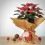 Poinsettia  vermelho tradicional (vaso de 13 cm ø)