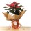 Poinsettia  vermelho tradicional (vaso de 13 cm ø)
