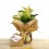Ponsetia o Flor de Pascua