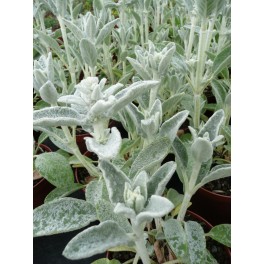 Stachys Byzantina (maceta 14 cm)