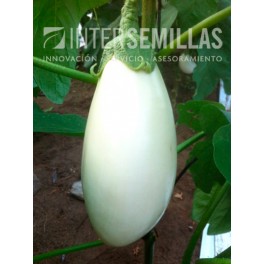 Semente de beringela Clara F1 (híbrida) (branco) (1.000 sementes)