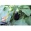Graine d'aubergine Belona F1 (hybride) (mi-long)  (1.000 Graine)