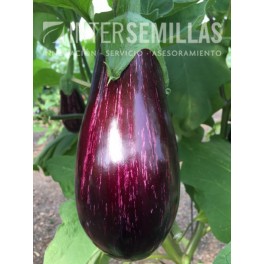 Graine d'aubergine Belona F1 (hybride) (mi-long)  (1.000 Graine)