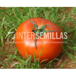 Graine de tomate Vilma F1 (hybride) (col vert épais) (1.000 graines)
