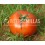Graine de tomate Vilma F1 (hybride) (col vert épais) (1.000 graines)