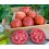 Semilla tomate Yechar F1 (híbrida) (Beef gruesso) (1.000 semillas)