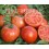 Graine de tomate Zoco F1 (hybride) (col vert épais) (1.000 graines)