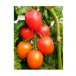 Graine de tomate Alcaraz F1 (hybride) (poire) (1.000 graines)