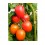 Graine de tomate Alcaraz F1 (hybride) (poire) (1.000 graines)