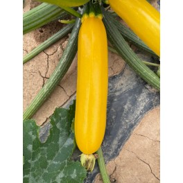 Semilla calabacín Coleman F1 (híbrida) (verde oscuro) (1.000 semillas)