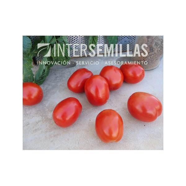Graines De Tomate F1 Olympe Hybride Batlle – Origine Espagne, Pour Jardin Potager, Production Abondante