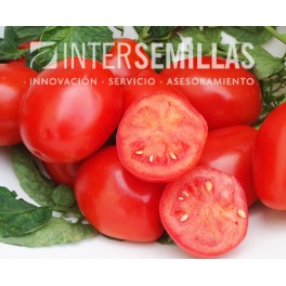 Semente de tomate Wally Red F1 (híbrida) (indústria tudo polpa) (1.000 semillas)