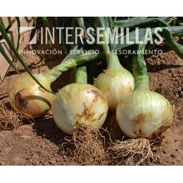 Llavor ceba Irene F1 (híbrida) (dia curt extra-precoç) (1.000 llavors)