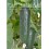 Semente de pepino Panocho F1 (híbrida) (partenocárpico) (1.000 sementes)