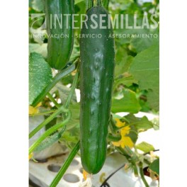 Semilla pepino Slida F1 (híbrida) (francés, monoico) (1.000 semillas)