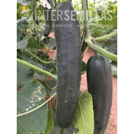 Semente de pepino Victorioso F1 (híbrida) (Francês, partenocárpico) (1.000 sementes)