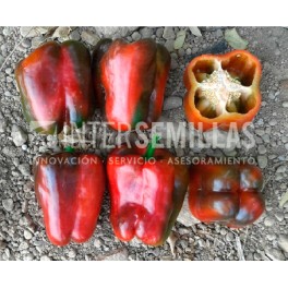 Llavor pebrot Cortes F1 (híbrida) (California Vermell, aire lliure) (1.000 llavors)