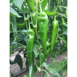 Semente de pimento Dreamer F1 (híbrida) (Doce italiano, ao ar livre) (1.000 sementes)