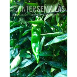 Semente de pimento Olaya F1 (híbrida) (Doce italiano, ao ar livre) (1.000 sementes)