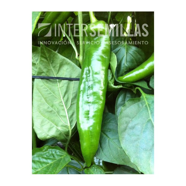 Graines De Piment Twilight - Lot De 10 Graines Par Samenchilishop - Pour Culture Potagère, Piments Forts