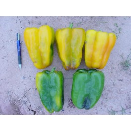 Semilla pimiento Gollar 201 F1 (híbrida) (lamuyo amarillo, aire libre) (1.000 semillas)