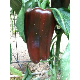 Llavor pebrot Crown F1 (híbrida) (Lmuyo vermell, hivernacle) (1.000 llavors)
