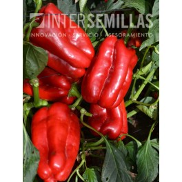 Semente de pimento Galeón F1 (híbrida) (Lamuyo vermelha, ao ar livre) (1.000 sementes)