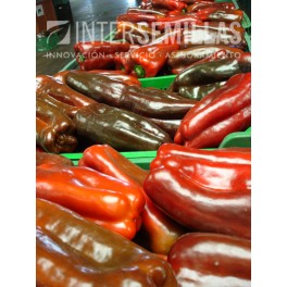 Semente de pimento lamuyo F1 (híbrida) (Lamuyo vermelho, ao ar livre) (1.000 sementes)