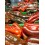Semente de pimento lamuyo F1 (híbrida) (Lamuyo vermelho, ao ar livre) (1.000 sementes)
