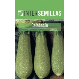 Semente de abobrinha genovese