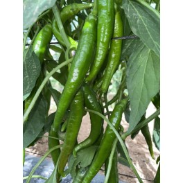 Semente de pimento Romital F1 (híbrida) (Romital) (1.000 sementes)