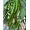Semilla pimiento Romital F1 (híbrida) (picante) (1.000 semillas)