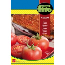 Semente de tomate pendurado