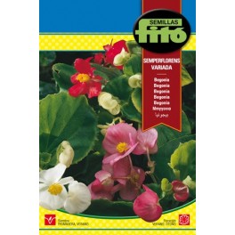 Graine de Begonia Semperflorens variées.