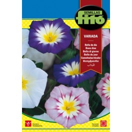 Semilla Bella de día variada