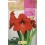 Bulbe d'Amaryllis (choisissez la couleur).