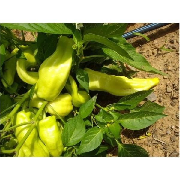 Semilla pimiento blanco de Berga (ecol&oacute;gica)