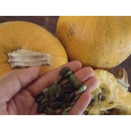 Semilla calabaza para pipas (ecológica)