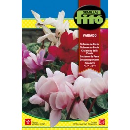Graine de Cyclamen Persan.