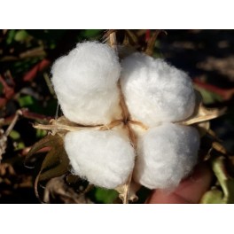 Semilla algodón (ecológica)