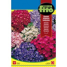Semilla Cineraria enana híbrida variada