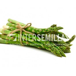 Semilla espárrago Apollo F1 (híbrida) (vigoroso y precoz) (1.000 semillas)