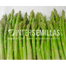 Semilla espárrago Grande F1 (híbrida) (vigoroso y precoz) (1.000 semillas)