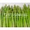 Graine d'Asperge Grande F1 (hybride) (vigoureux et précoce)  (1.000 Graine)