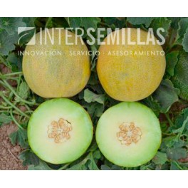 Semilla melón Galia F1 (híbrida) (Galia convencional) (1.000 semillas)