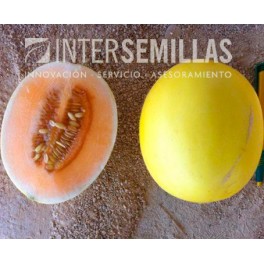 Semente de melão Melado F1 (híbrida) (Melado carne de laranja) (1.000 sementes)
