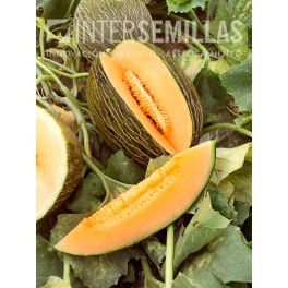 Semilla melón Sorolla F1 (híbrida) (Piel de sapo, carne naranja) (1.000 semillas)