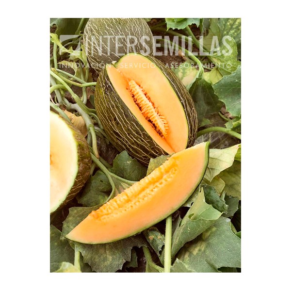 Graines De Melon Snowball (Œuf De Dragon) - Lot De 10 Graines, Goût Doux Vanillé | Origine Japon, Culture Potager